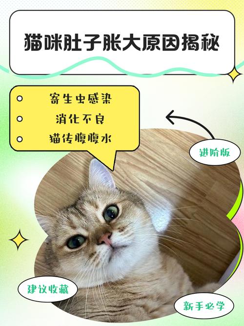 猫咪一直反复发烧,肚子还胀大是怎么回事啊?