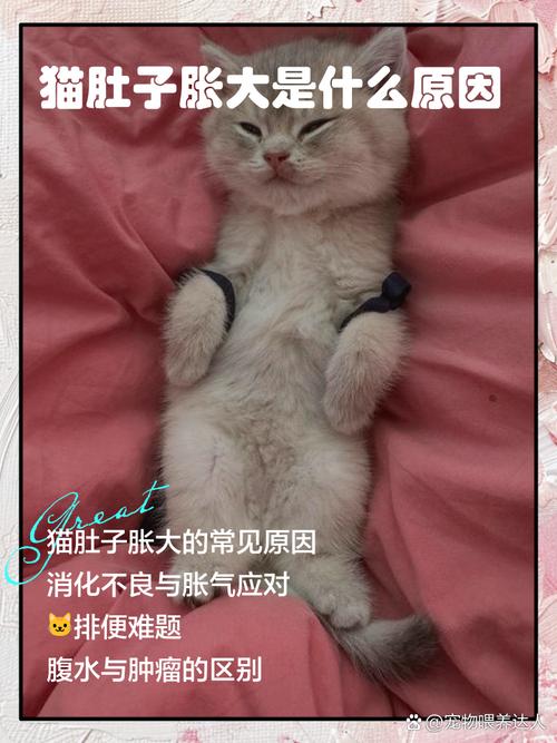 猫咪肚子突然变大是怎么回事?