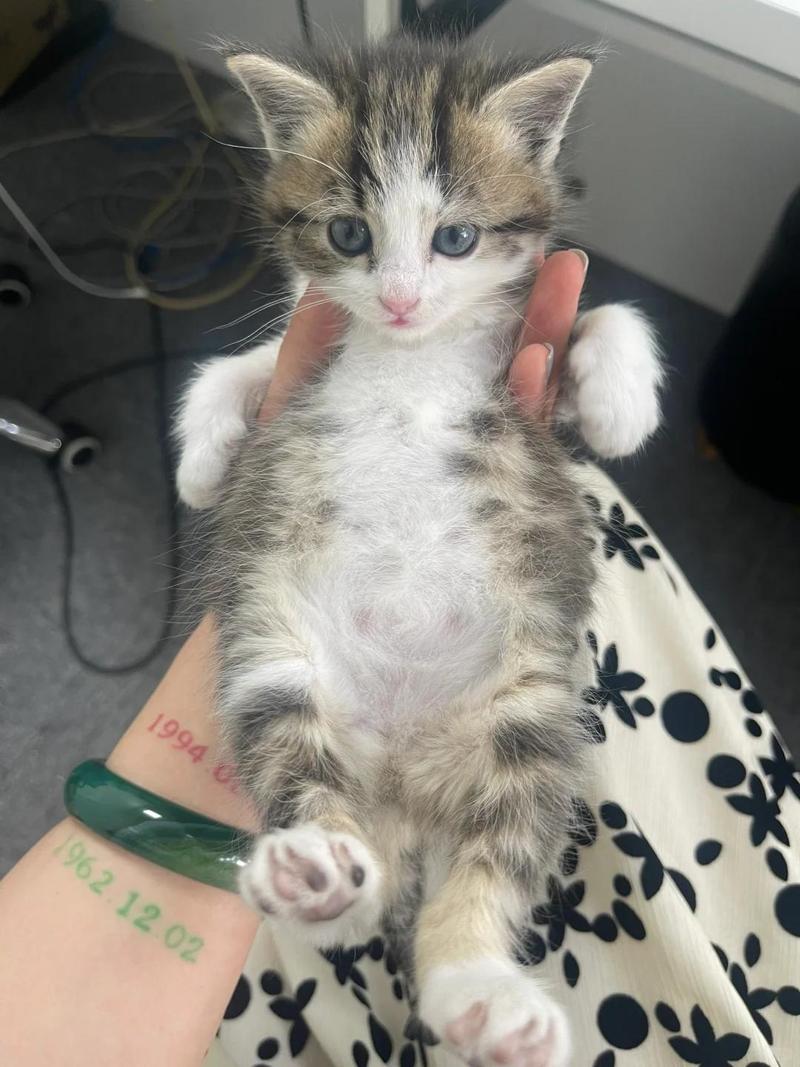 三个月大的猫咪肚子越来越大怎么回事啊