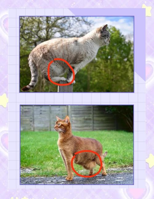 猫咪肚子很大后背很瘦