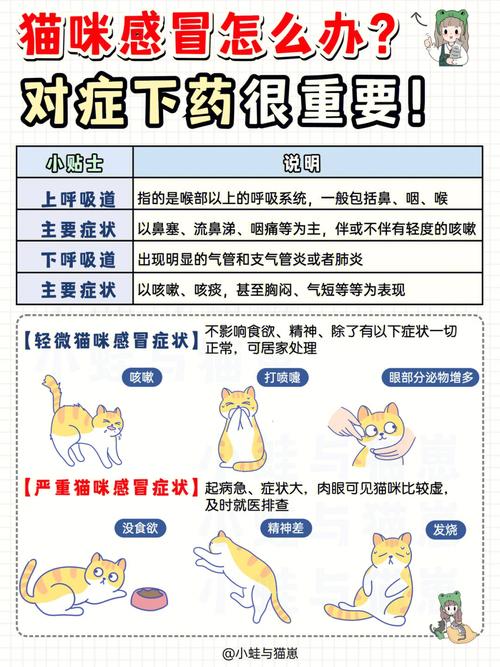 猫咪怀孕感冒怎么办?