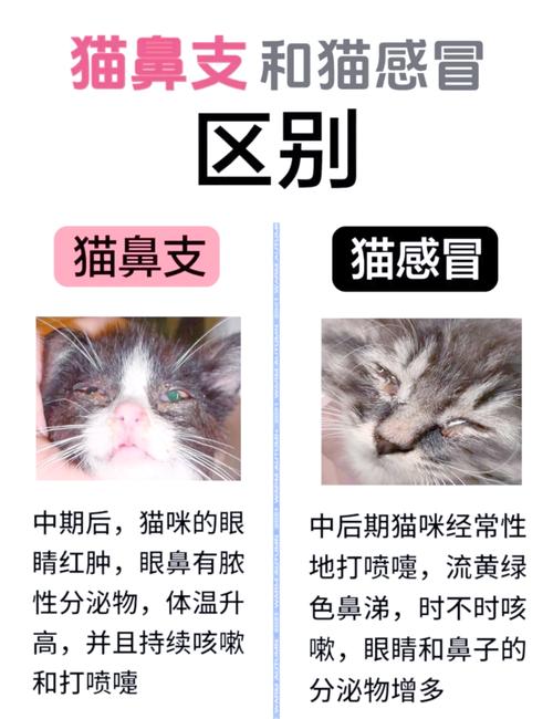 猫怀孕期间感冒了怎么办