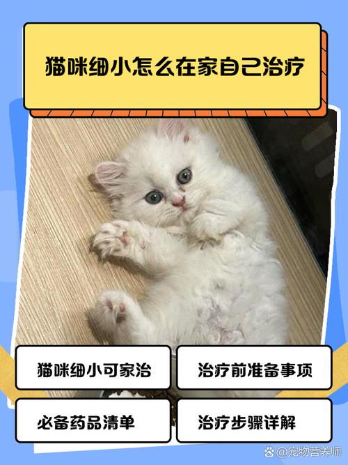 猫细小怎么治