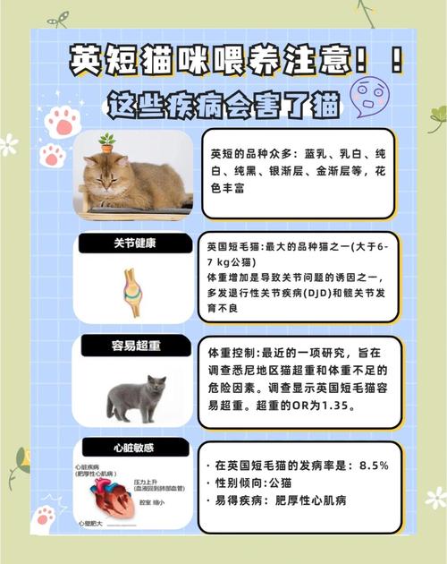 英短猫得了细小怎么办?