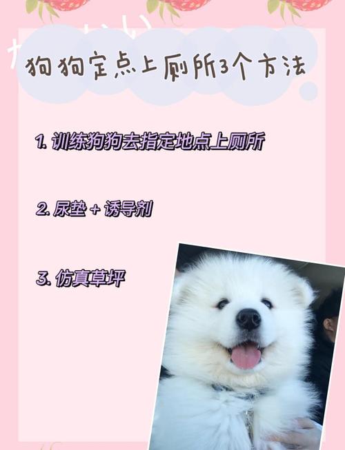 三个月狗狗怎么训练定点上厕所