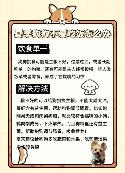 贝卫多狗狗不吃咋办