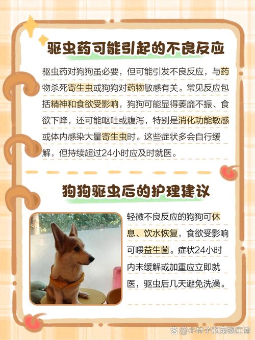 泰迪狗狗吃了打虫药以后几天都不吃饭了怎么回事?