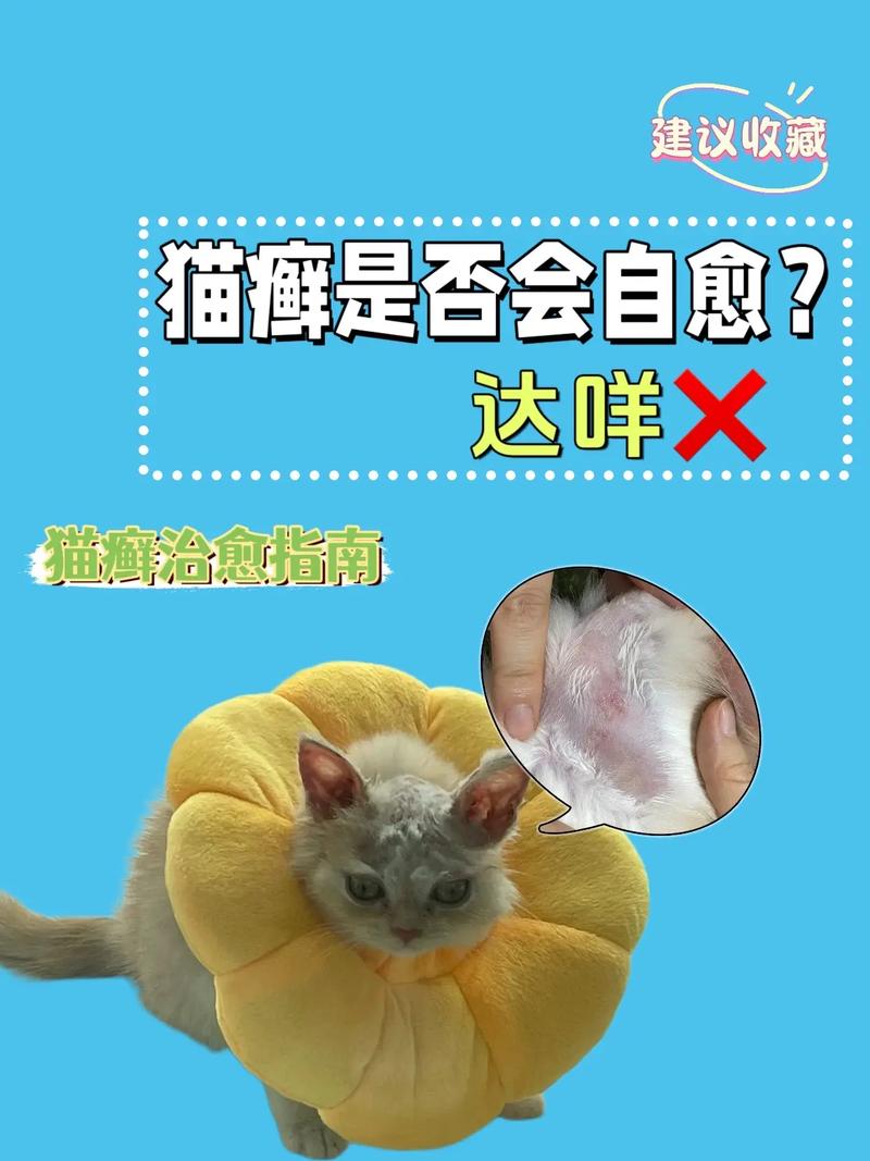 猫癣到底可不可以自愈呢?