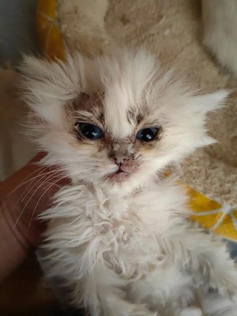 猫癣不管它会自愈吗