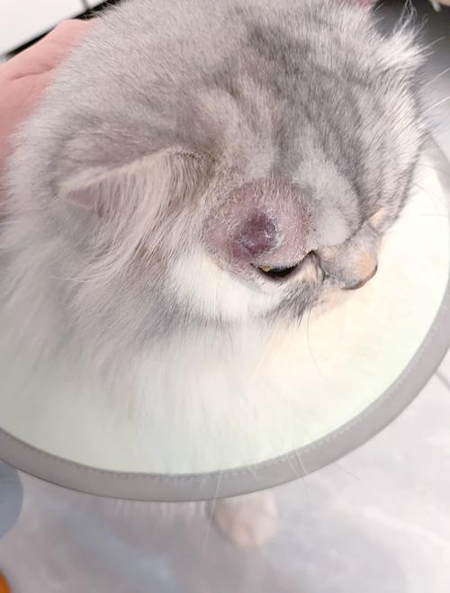 猫咪猫藓会自己好吗