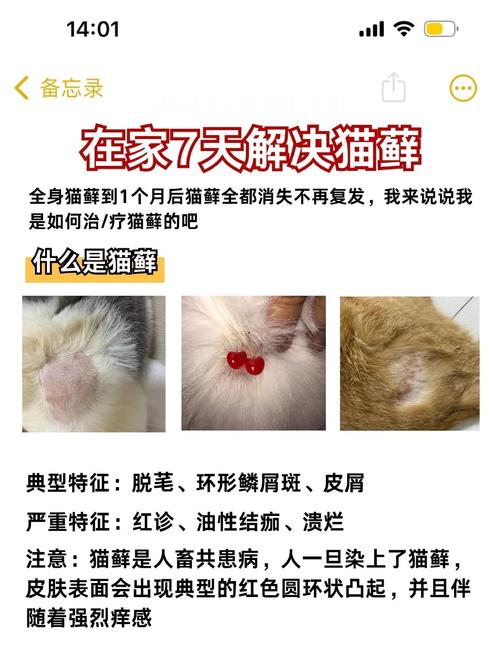 猫咪长癣能自愈吗