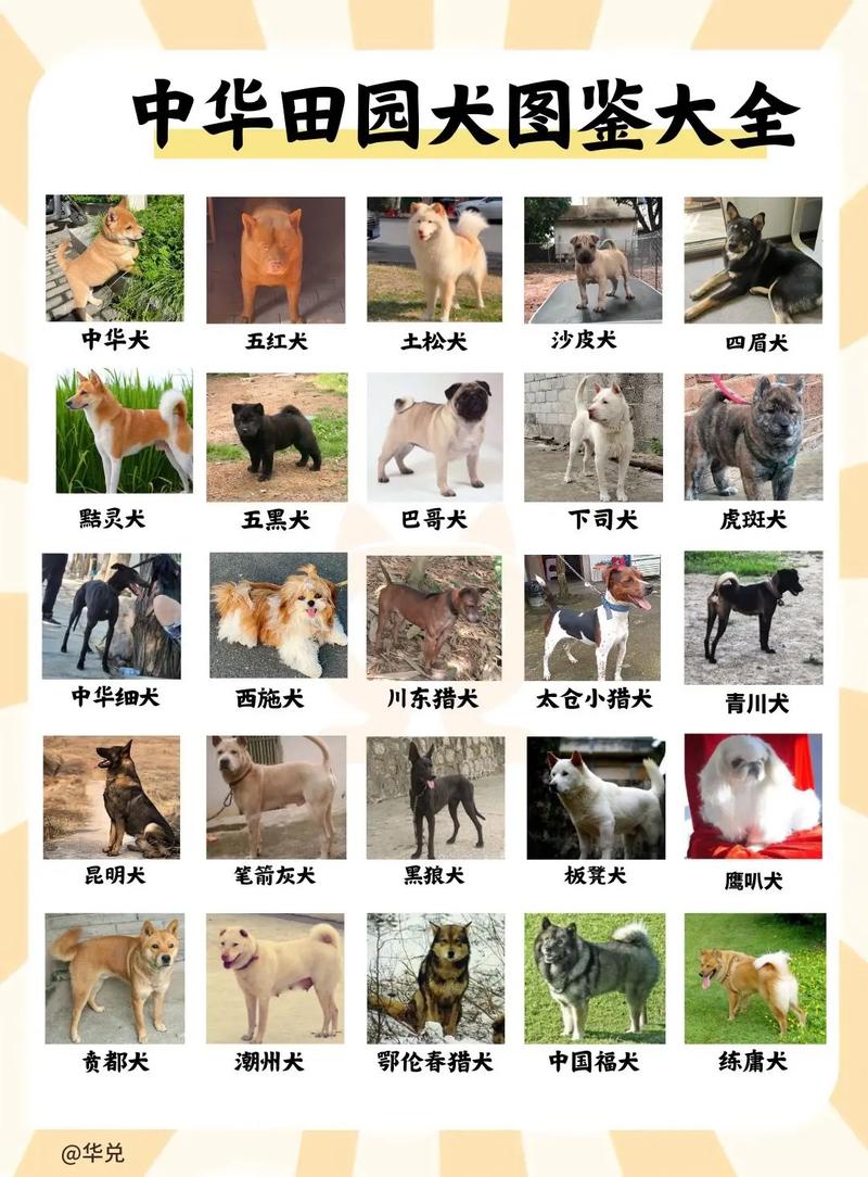 狗狗有哪几种品种