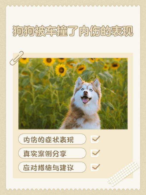 狗狗被车撞了内脏有什么症状
