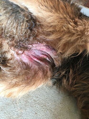 狗狗被打内伤的症状