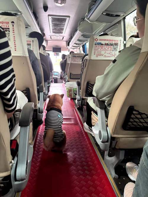 狗狗能坐大巴吗