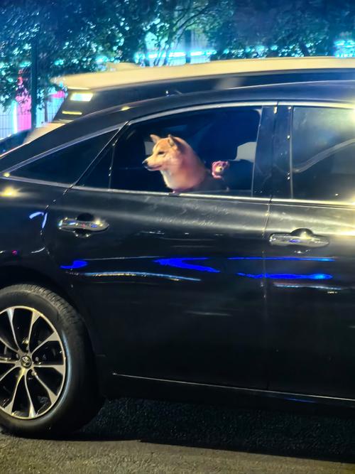 狗狗可以坐大巴吗