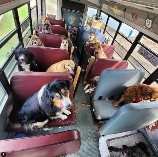 为什么大巴车不能带狗狗