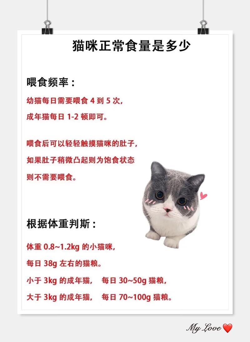 猫咪一天吃几顿饭比较好