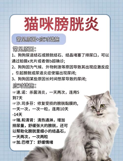 猫膀胱炎症状有哪些,猫膀胱炎怎么治