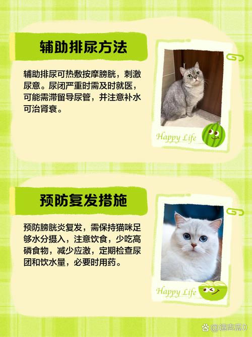 猫膀胱炎能自愈吗