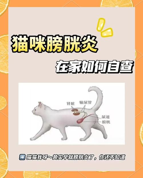 母猫膀胱炎有什么症状