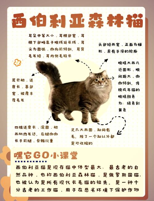 蓝白猫独一无二的名字大全