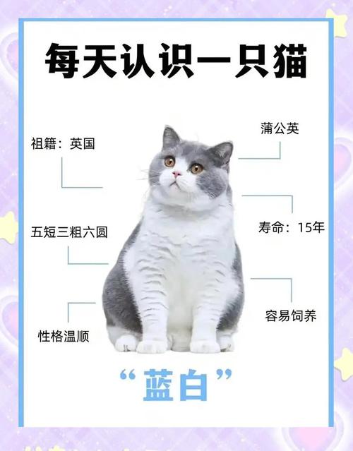 独一无二的猫咪名字姓白