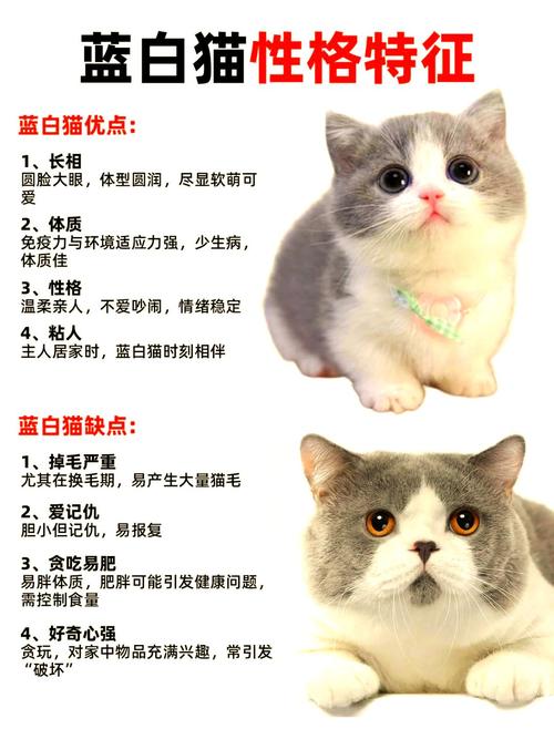 独一无二又超旺家的猫咪名字有哪些