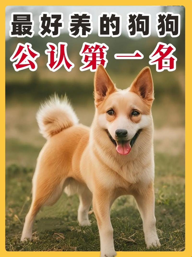 什么狗最干净比较好养最听话?