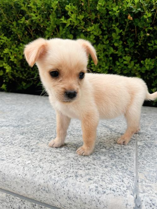 什么狗狗最温顺听话?