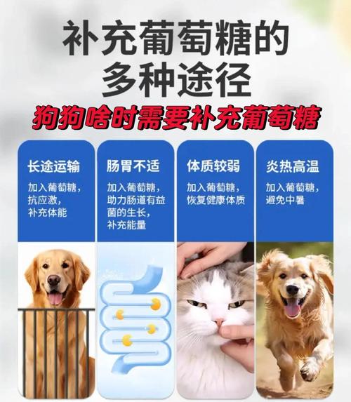 狗生病可以喂葡萄糖么?