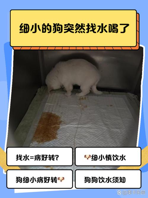 狗狗喝葡萄糖水的好处是什么