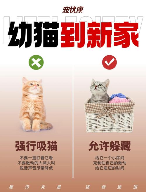 猫咪特别怕人,怎么让它快速适应新环境?