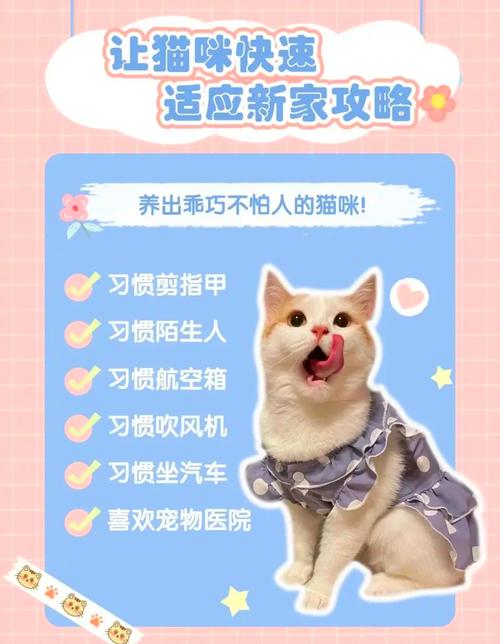 怎么让猫适应新环境