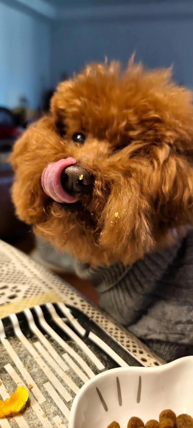 泰迪狗狗可以吃核桃吗?