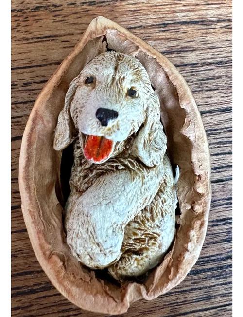 泰迪能吃核桃吗