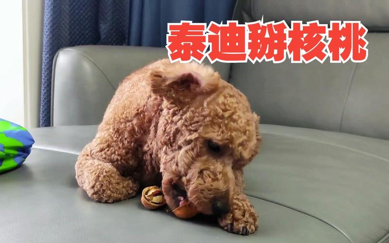 泰迪不能吃的食物有哪些