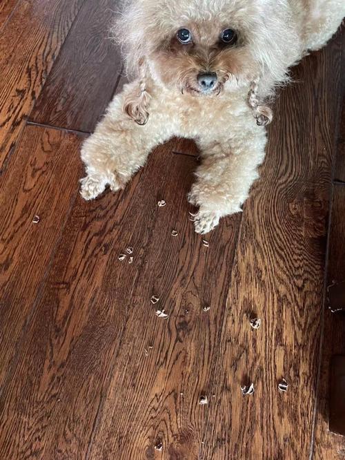 泰迪狗能吃核桃吗