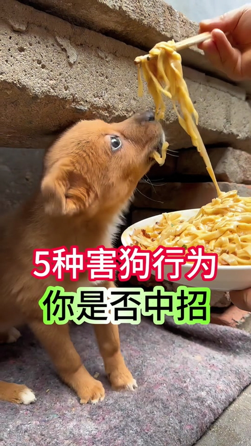 狗狗前十禁忌蔬菜