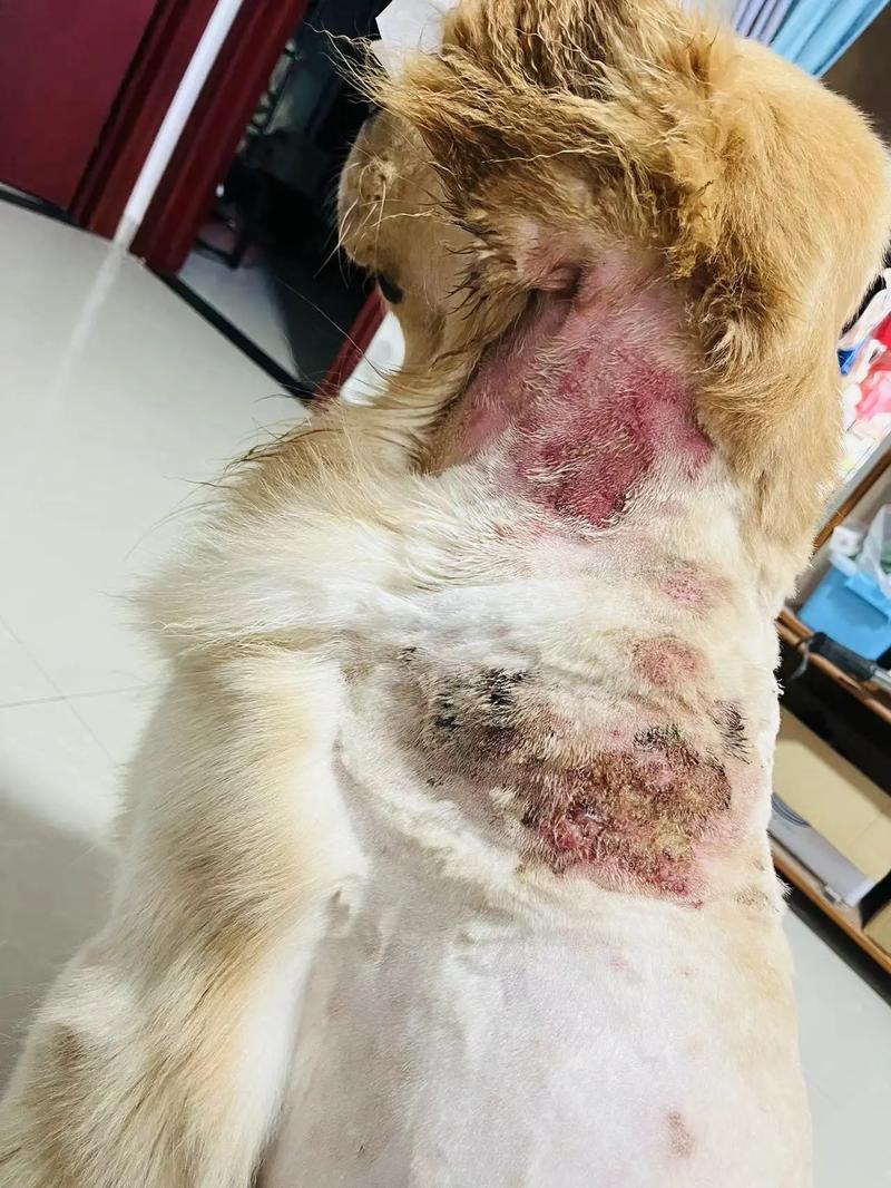 狗上火了有哪些症状