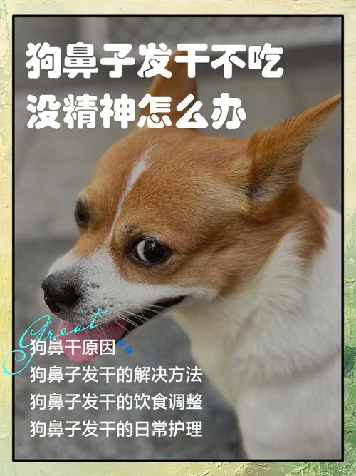 狗狗鼻子干不吃东西没精神怎么回事