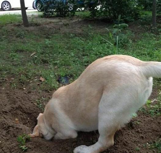 狗狗刨地的前十征兆