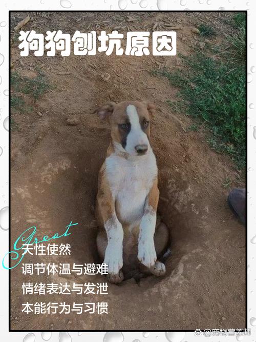 狗狗在家里刨个坑坑是什么意思