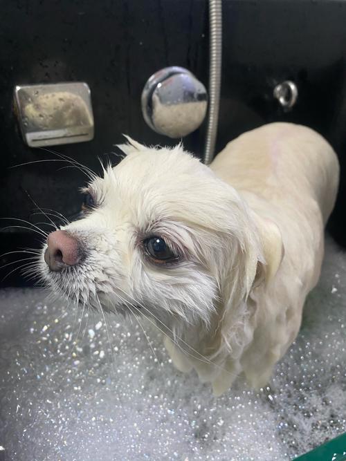 狗狗用什么洗澡比较好