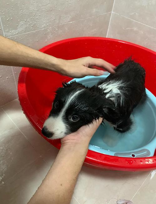 在家给边牧狗狗洗澡的方法