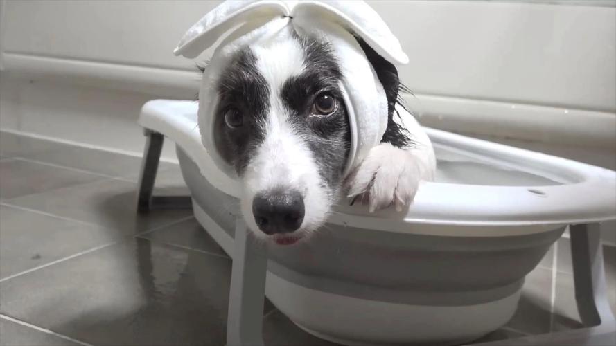 没有狗狗沐浴露怎么给狗狗洗澡呢?