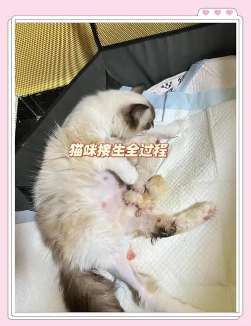 母猫初次生产要注意什么