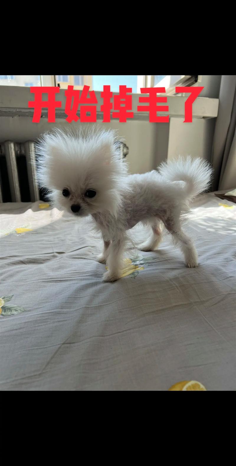 狗狗皮肤黑了是什么皮肤病