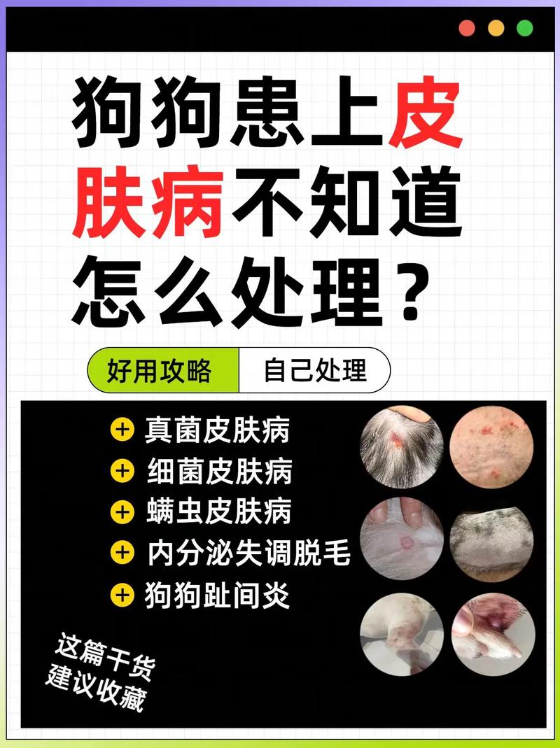 狗狗皮肤病用药后变黑