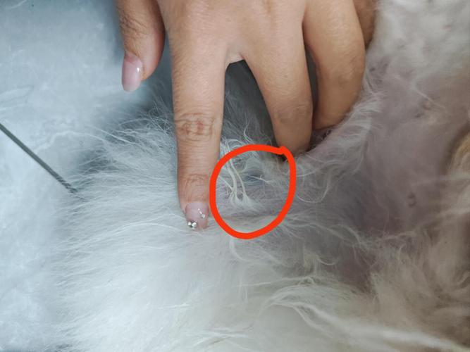 狗狗大腿内侧为什么发黑